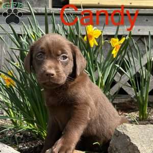 Candy, Chocolate Labrador Retriever Puppy